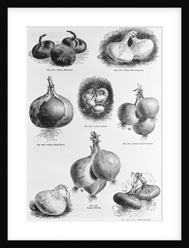 Eight Varieties Of Onion - 1800'S Woodcut by Anonymous