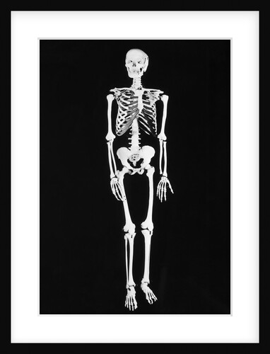 Skeleton On Black Background by Anonymous