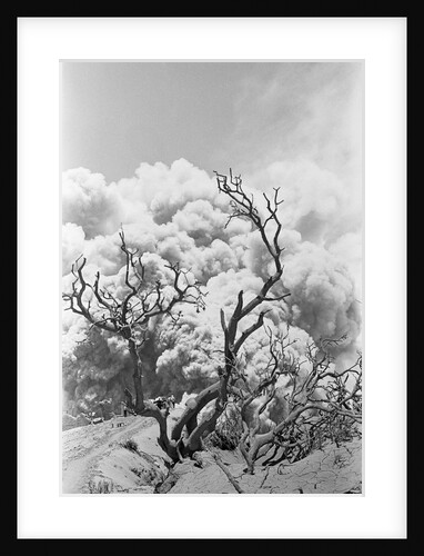 Tree Buried in Volcanic Ash, Costa Rica by Anonymous