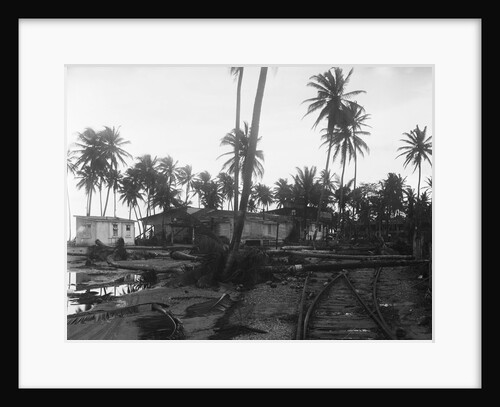 Coconut Trees Lying Across Rr Tracks by Anonymous