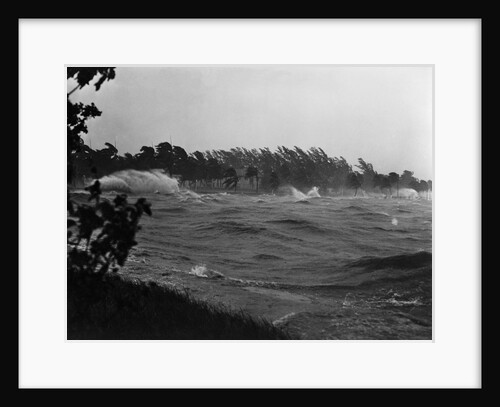 Rough Water and Blowing Palm Trees by Anonymous