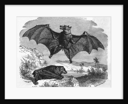Illustration Flying and Resting Bat by Anonymous