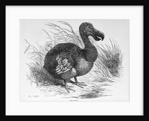 Engraving of a Dodo Bird by Anonymous