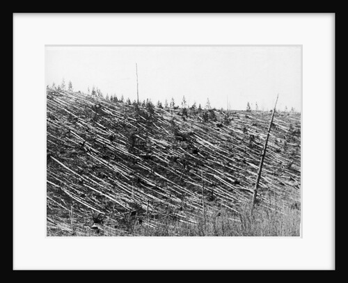 Destroyed Forest from Tungusta Meteor Impact by Anonymous