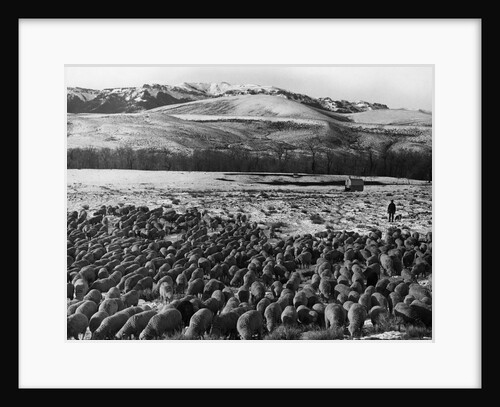 Sheep Graze on Teapot Dome Reserve by Anonymous