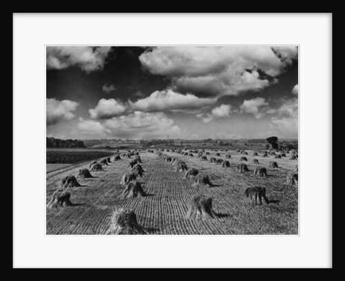 Midwestern Wheat Field at Harvest Time by Anonymous