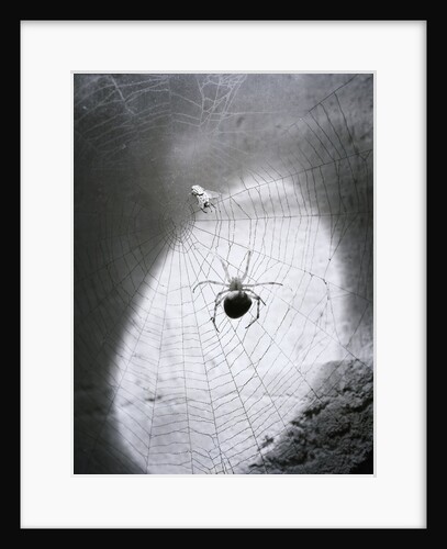 Close-Up Of A Fly & Spider In A Web by Anonymous