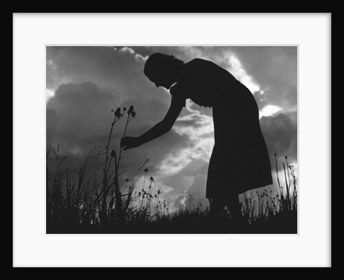 Silhouette of Woman Picking Flowers by Anonymous
