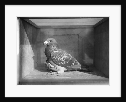 Carrier Pigeon Used in an Experiment by Anonymous