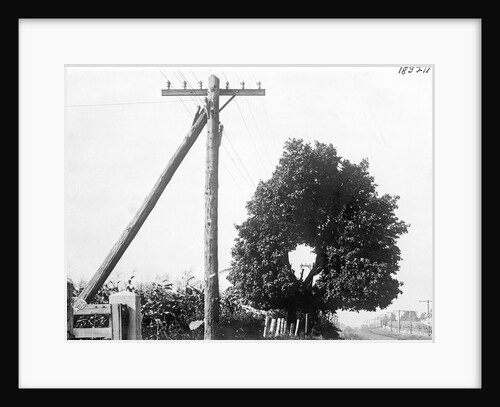 Hole In Tree Allows Telephone Wires Thru by Anonymous