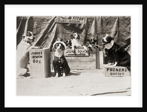 Dogs In Gag Court Session by Anonymous