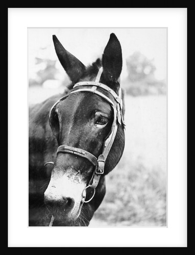 Mule's Head by Anonymous