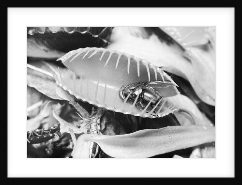 Fly in Leaf Blades of Venus Fly Trap by Anonymous