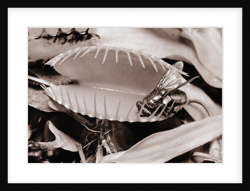 Fly in Leaf Blades of Venus Fly Trap by Anonymous