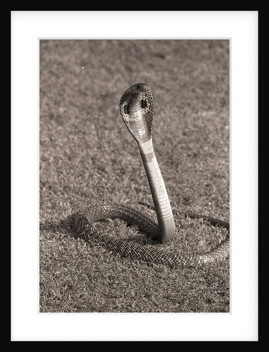 Cobra by Anonymous