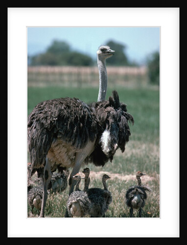 Ostrich Watches Over Its Chicks by Anonymous