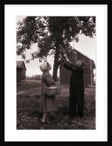 Farmer Pulls Pears from a Tree by Anonymous