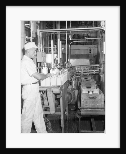 Man Working In Dairy Farm by Anonymous