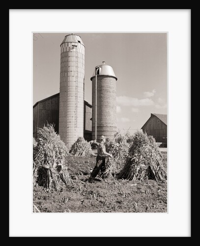 Man Gathering Shucks of Corn by Anonymous