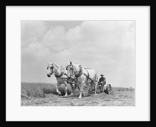 Team of Horses Plowing Field by Anonymous
