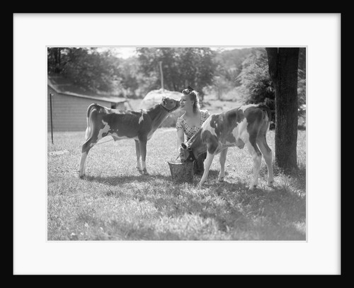 Woman Feeding Calves On Farm by Anonymous