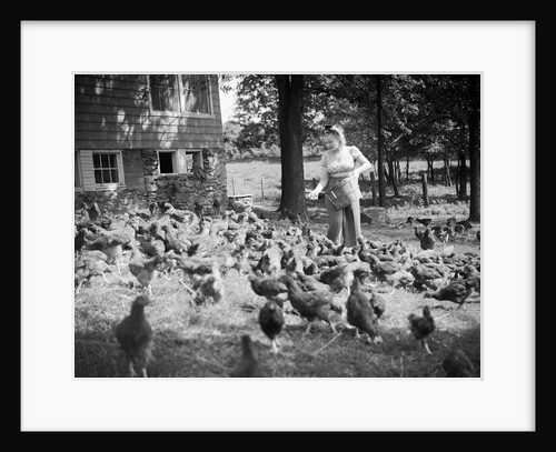 Woman Feeds Chickens From Bucket by Anonymous