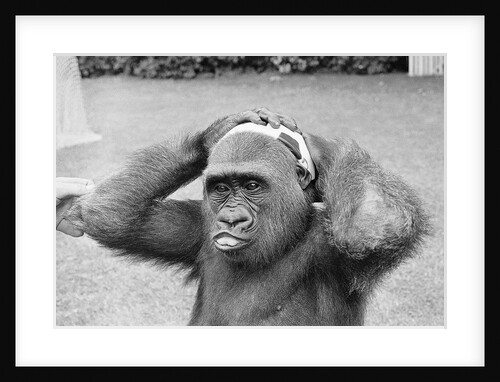 Gorilla Smashing Soccer Ball on Head by Anonymous