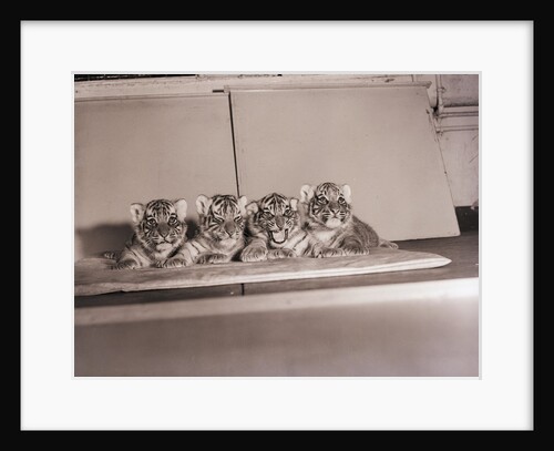 Tiger Cub Quadruplets at Bronx Zoo by Anonymous