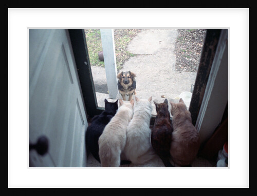Dog Looking Through Cat-Lined Window by Anonymous
