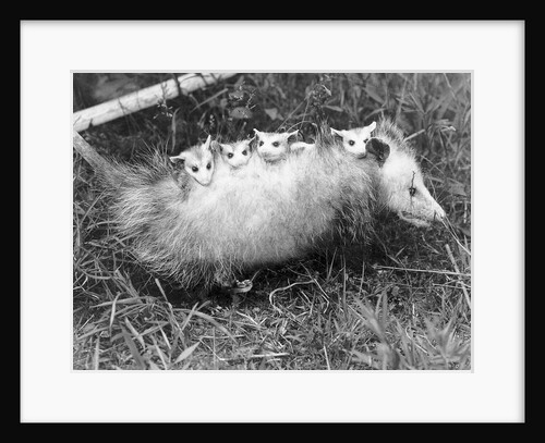 Female Opossum With Young by Anonymous