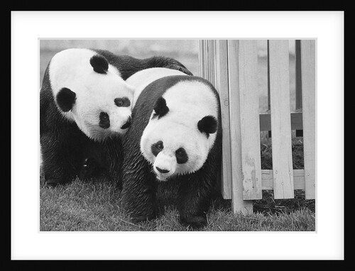 Giant Pandas Hsing-Hsing and Ling-Ling by Anonymous