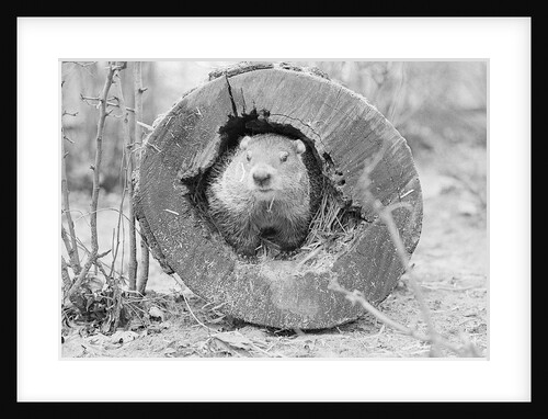 Groundhog in Hollow Log by Anonymous