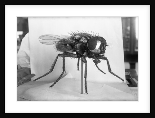 Close-Up Of A Fly by Anonymous