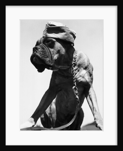 War Dog Poses Wearing Overseas Cap by Anonymous