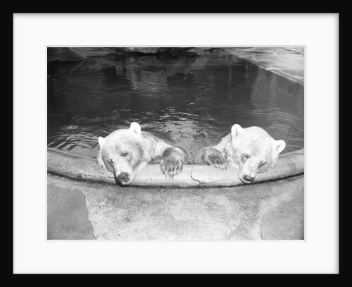 Polar Bears in Zoo Pool by Anonymous