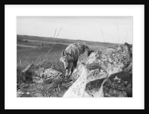 Coyote On Prairie Lurking For Prey by Anonymous