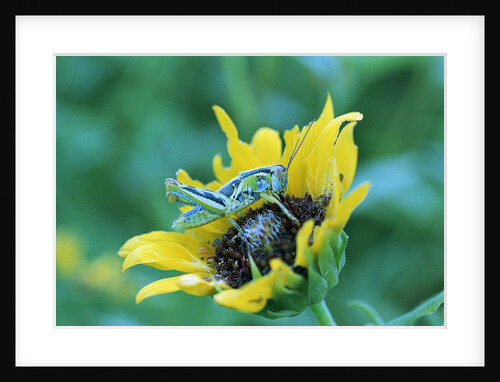 Grasshopper on Sunflower by Anonymous