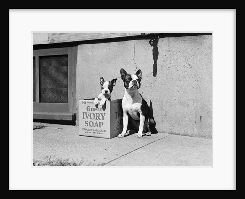 Boston Bulldog and Puppy by Anonymous