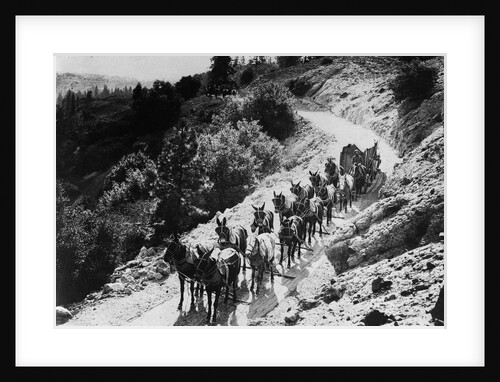 Pack Of Team Mules Going Through Sonora Pass by Anonymous