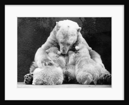 Polar Bear With Her Babies by Anonymous