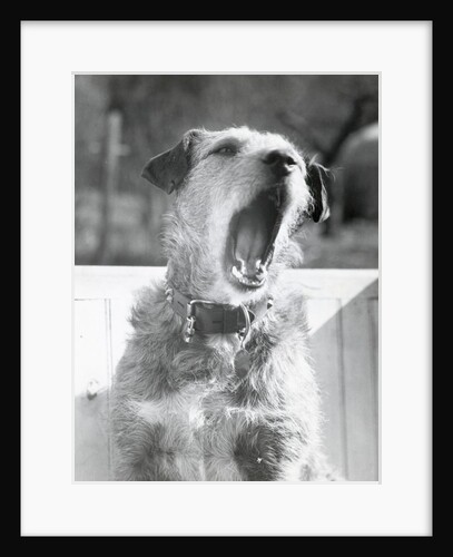 Dog Yawning by Anonymous