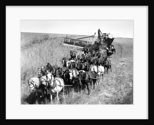 Farmers Use Horse Driven Harvester by Anonymous