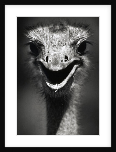 Ostrich Head by Anonymous
