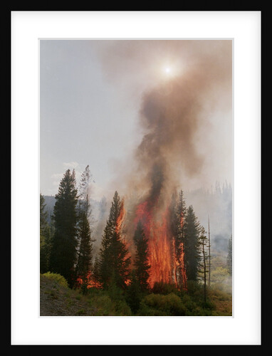 Trees Burning In Forest Fire by Anonymous