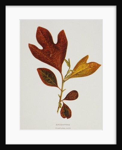 Illustration of Sassafras Leaves by Anonymous
