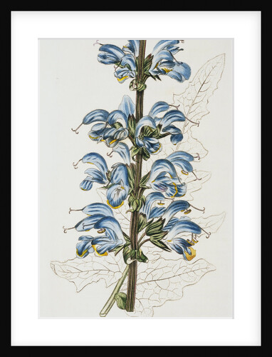 Illustration Depicting Bicolor Sage Plant by Anonymous