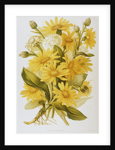 Illustration Depicting Arnica Montana Plants by Anonymous