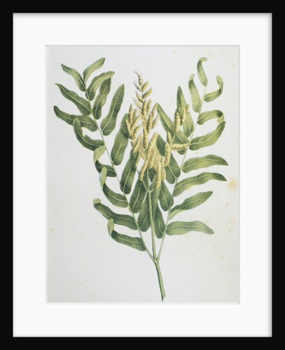 Illustration Depicting a Branch of a Royal Fern by Anonymous