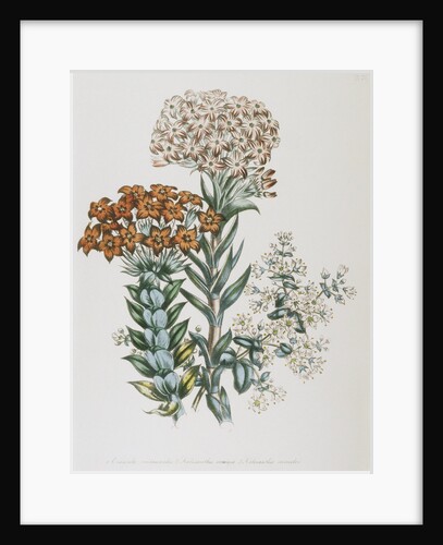 Illustration of Different Types of Crassulas by Anonymous