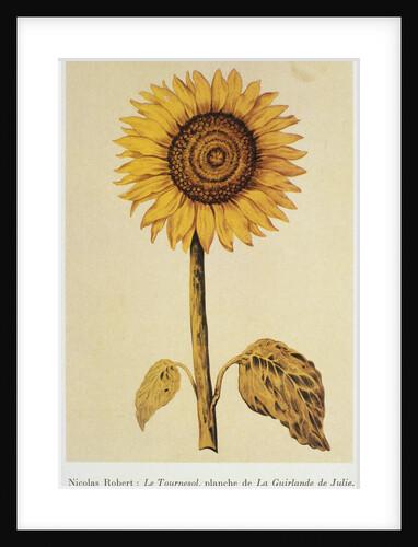 The Sunflower by Nicolas Robert